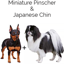 Chin Pin Dog